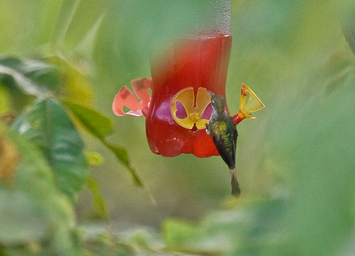 Marvellous Spatuletail