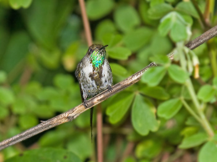 Marvellous Spatuletail