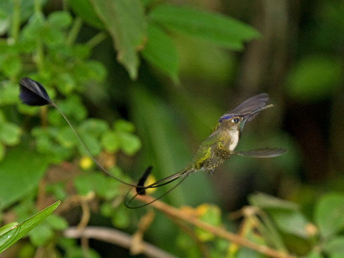 Marvellous Spatuletail