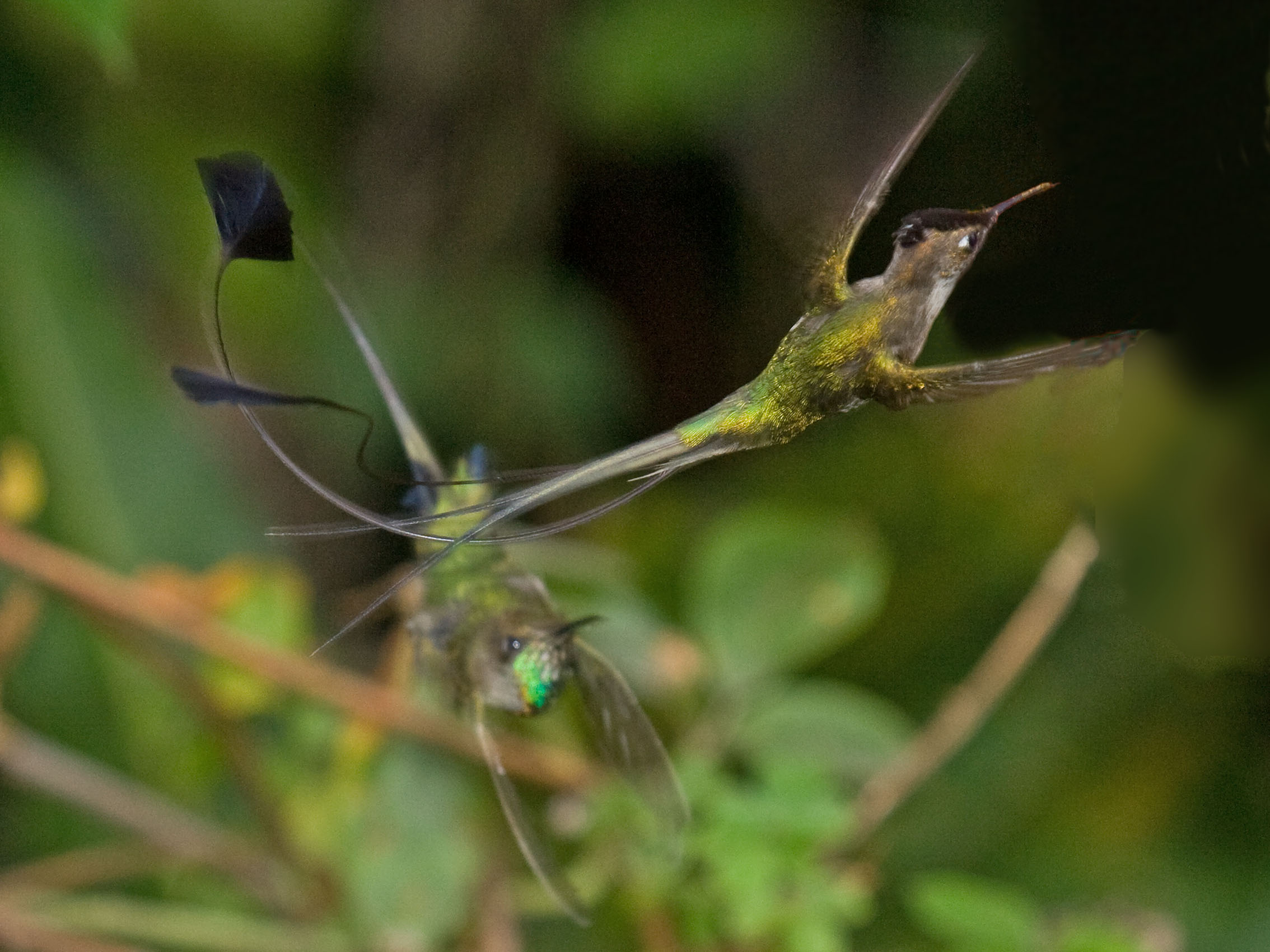 Marvellous Spatuletail
