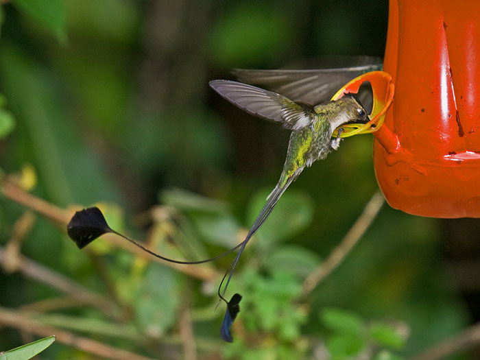 Marvellous Spatuletail