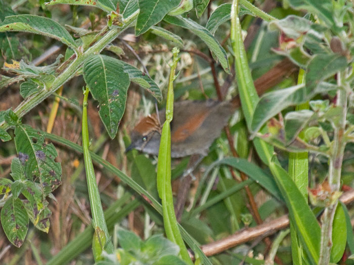 Azara's Spinetail