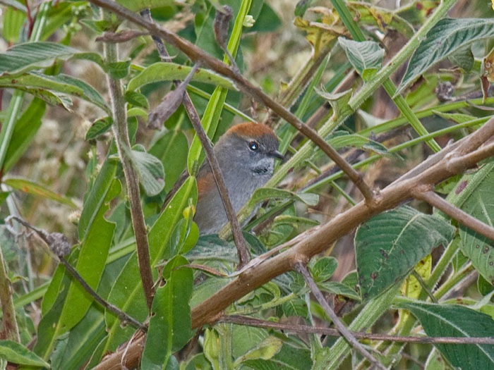 Azara's Spinetail