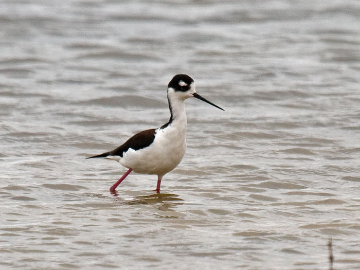 Black-necked Stilt