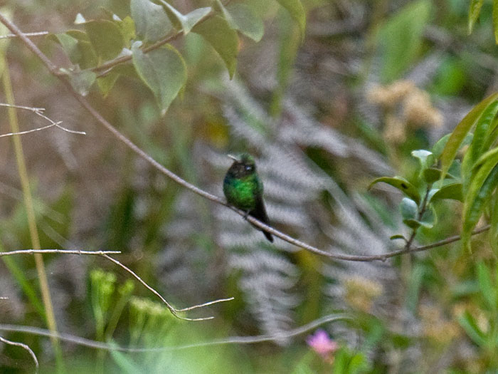 Purple-throated Sunangel