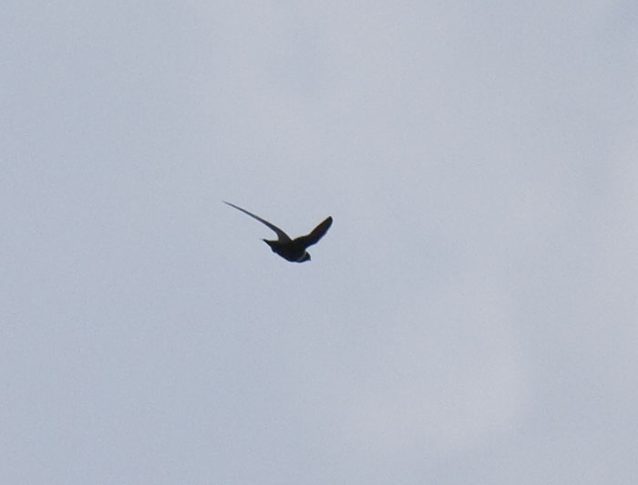 White-collared Swift