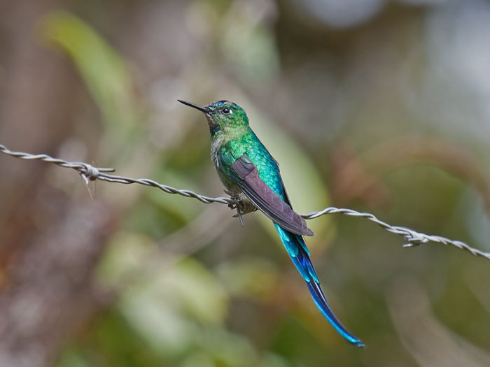 Long-tailed Sylph