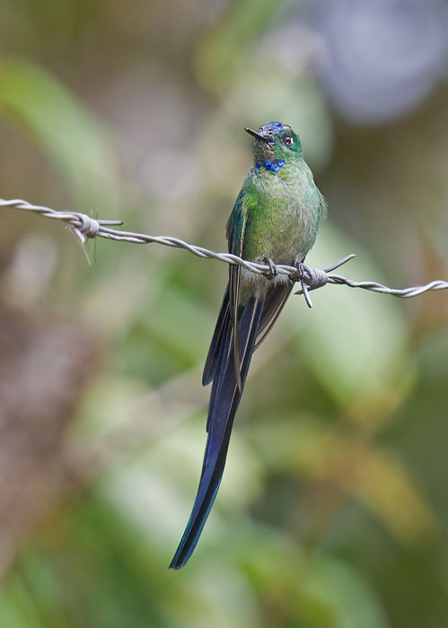 Long-tailed Sylph