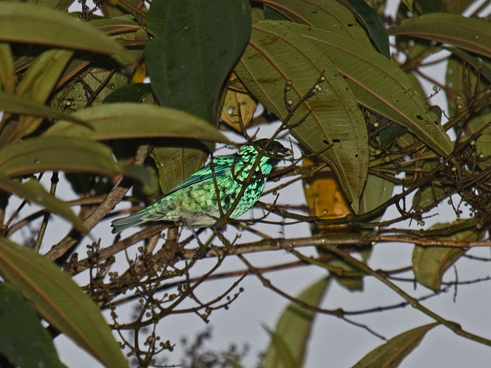 Beryl-spangled Tanager