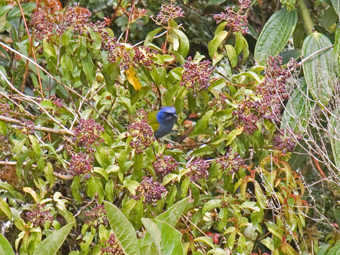 Blue-capped Tanager