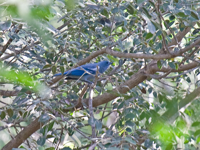 Blue-grey Tanager