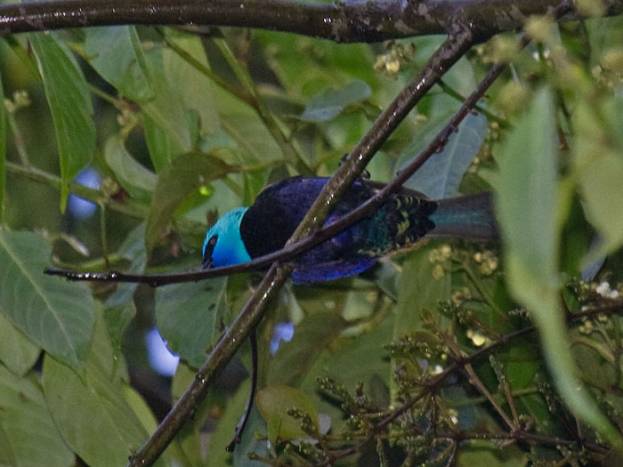 Blue-necked Tanager