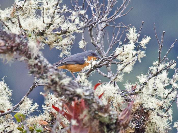 Rufous-crested Tanager (female)