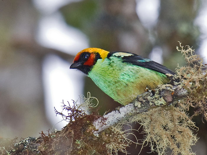 Flame-faced Tanager