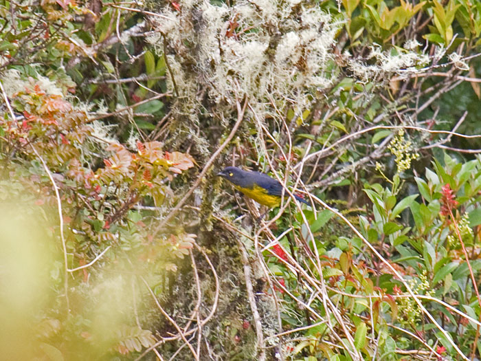 Lacrimose Mountain-Tanager