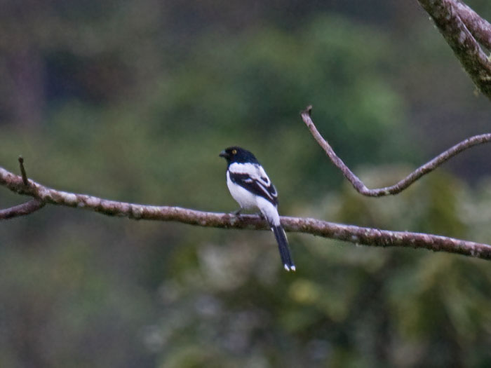 Magpie Tanager