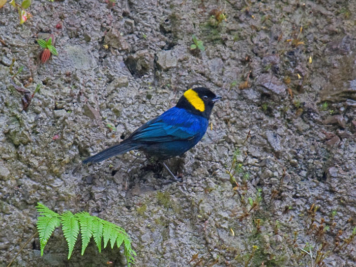 Yellow-scarfed Tanager