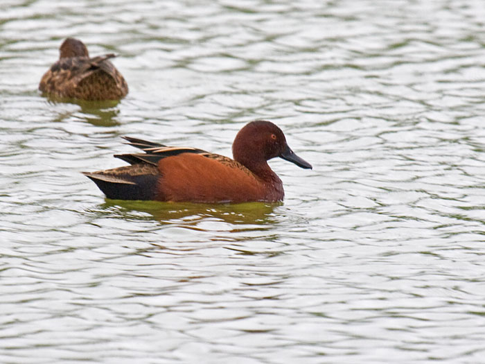 Cinnamon Teal