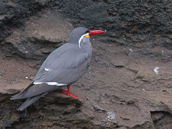 Inca Tern