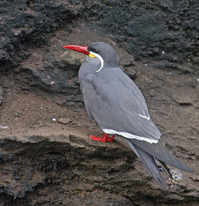 Inca Tern