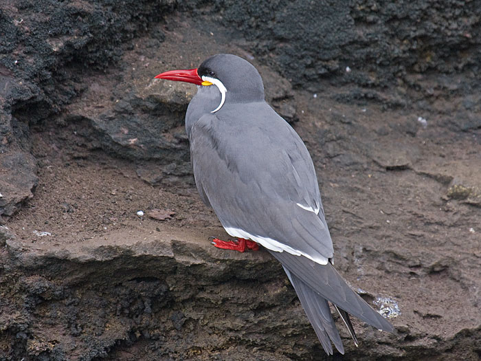 Inca Tern