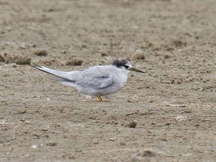 Peruvian Tern