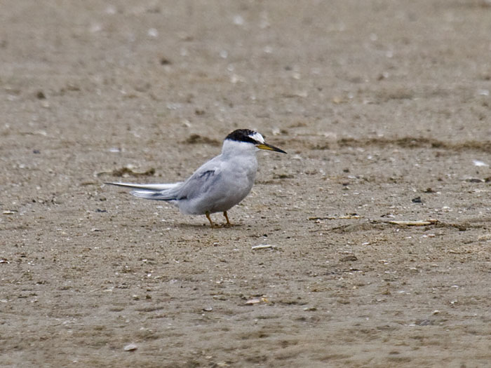 Peruvian Tern