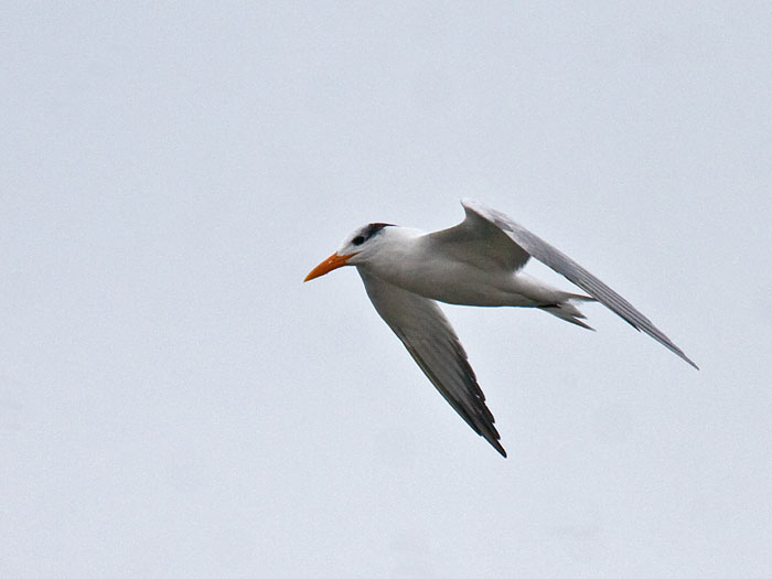 Royal Tern