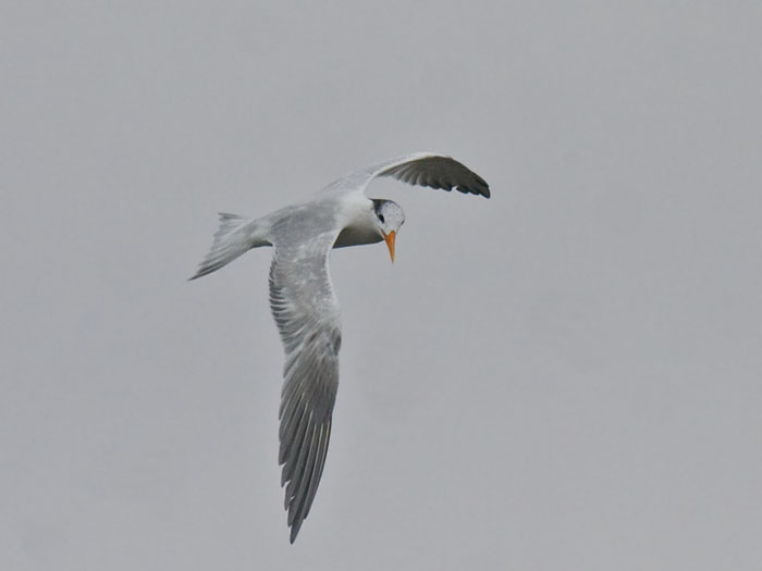 Royal Tern