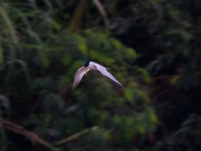 Yellow-billed Tern