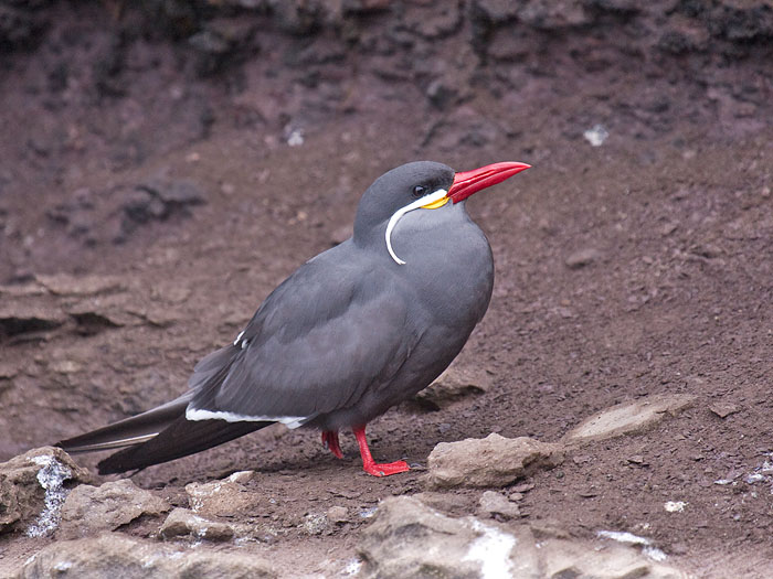 Inca Tern