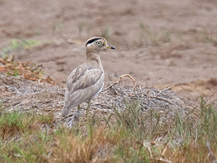 Peruvian Thick-knee