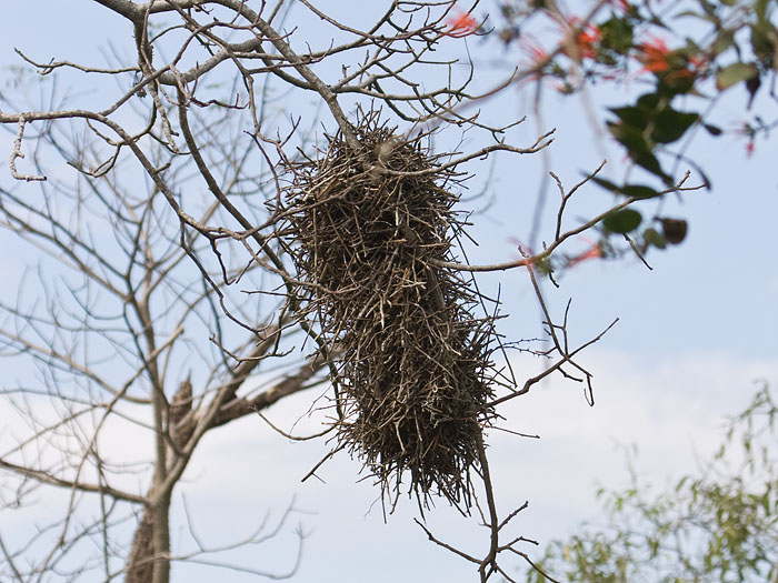 Rufous-fronted Thornbird nest