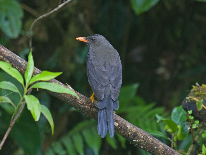 Great Thrush