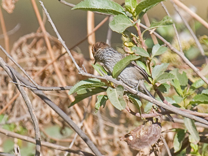Rusty-crowned Tit-spinetail