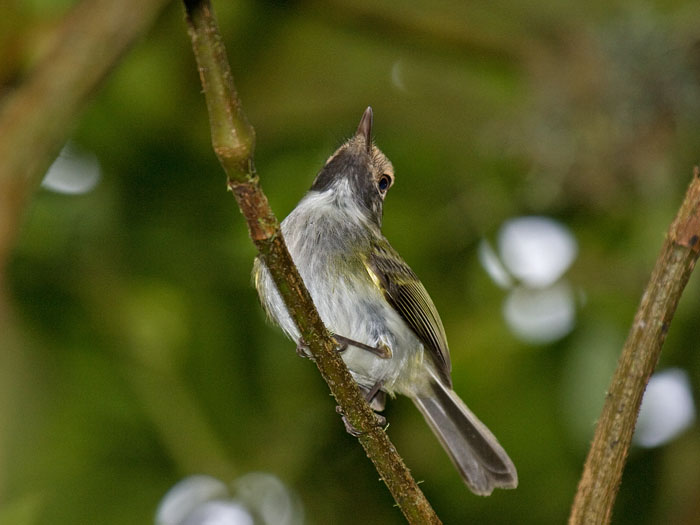 Black-throated Tody-Tyrant