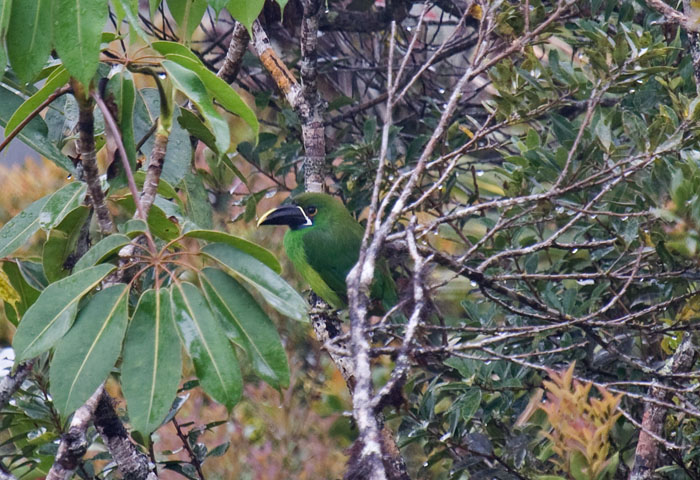Emerald Toucanet