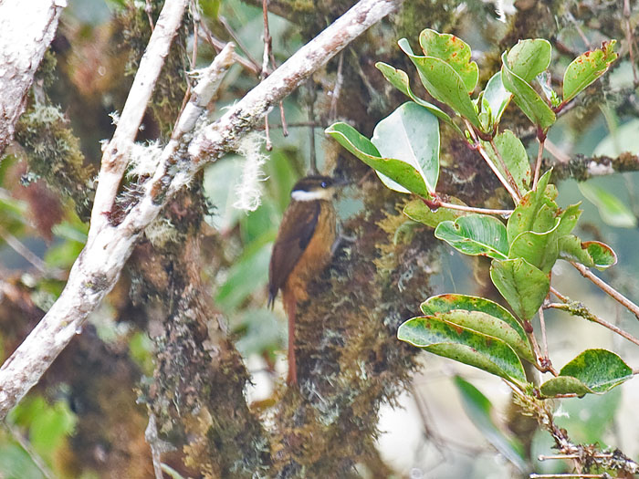 Streaked Tuftedcheek