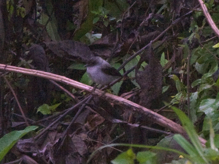Torrent Tyrannulet