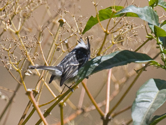 Pied-crested Tit-Tyrant
