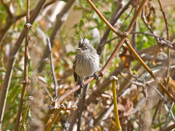 Pied-crested Tit-Tyrant juvenile