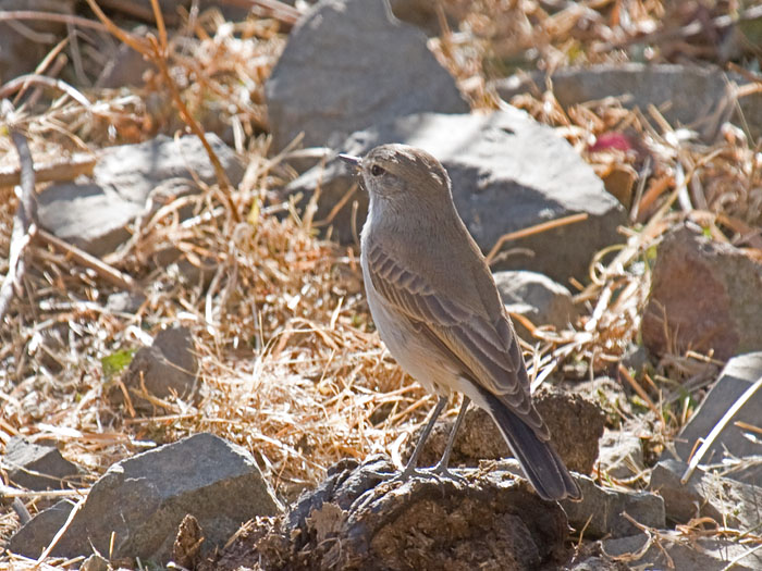 Spot-billed Ground-Tyrant