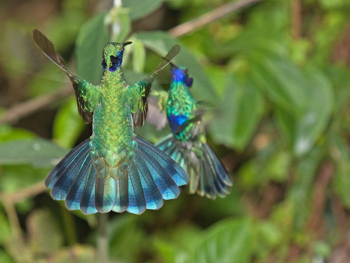 Sparkling Violet-ear
