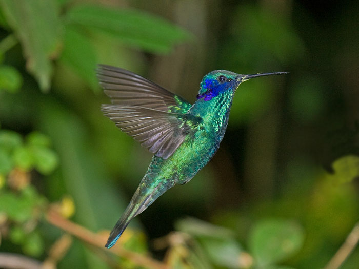Sparkling Violet-ear
