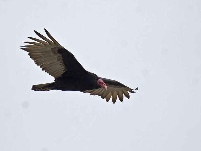 Turkey Vulture