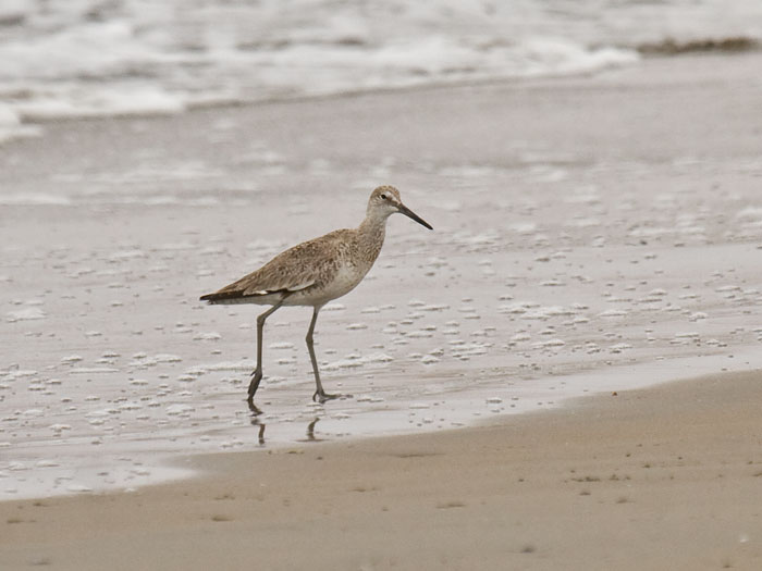 Willet
