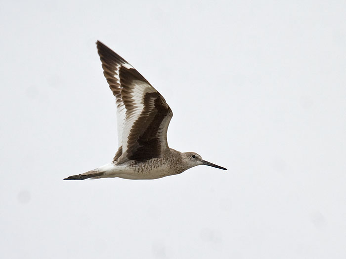 Willet