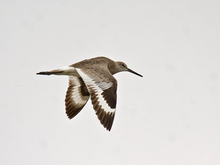 Willet