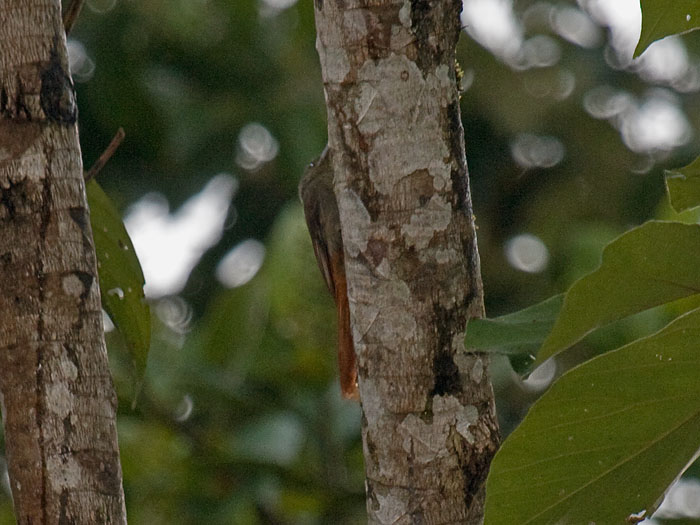 Olivaceous Woodcreeper