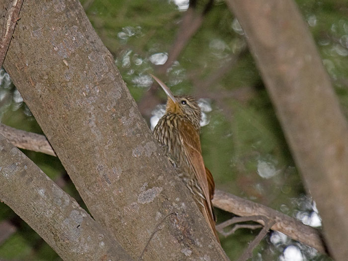 Streak-headed Woodcreeper